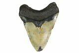 Fossil Megalodon Tooth - North Carolina #146848-2